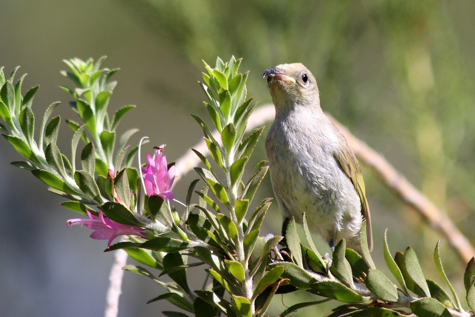 Brown Honeyeater (Lichmera indistincta)